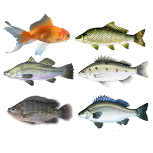Terkini 10+ Gambar Hewan Vertebrata Ikan
