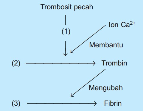 Contoh Soal Biologi Kelas Xi Sma Ma Dan Jawabannya Belahan Sistem Sirkulasi Darah Pada Insan Dan Hewan Idn Paperplane