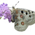 Free PNG download: butterfly (006)