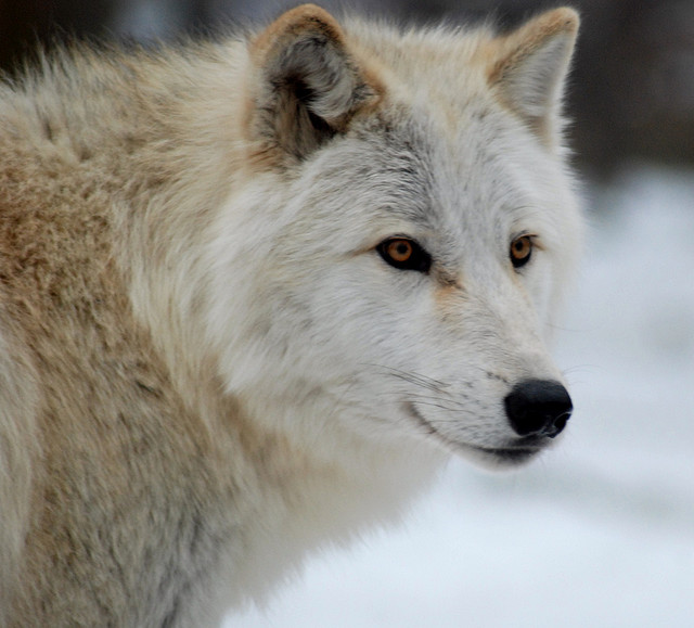 White Wolf : Yellowstone Wolves Worth $35 Million a Year