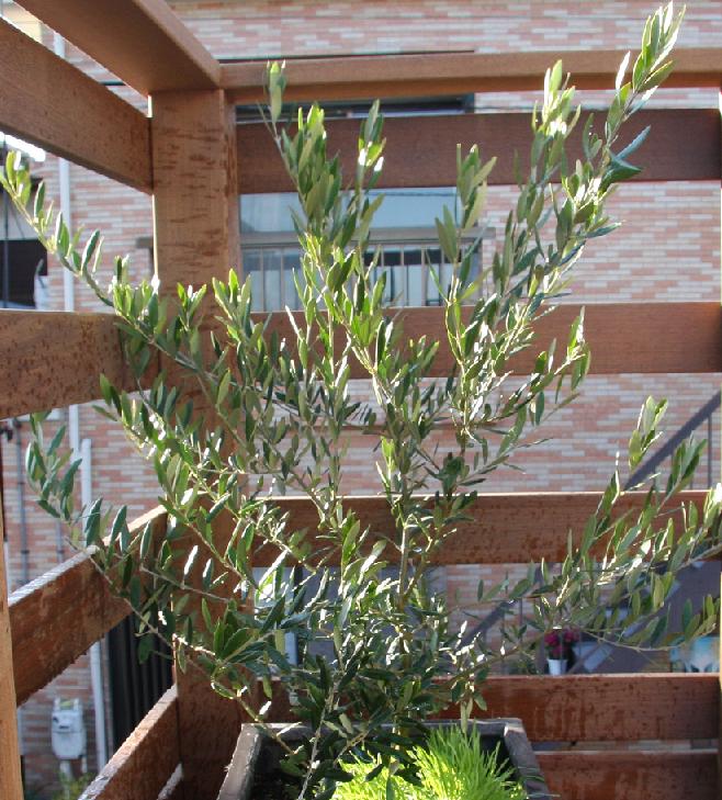 趣味の花 春夏秋冬 花写真: オリーブ olive