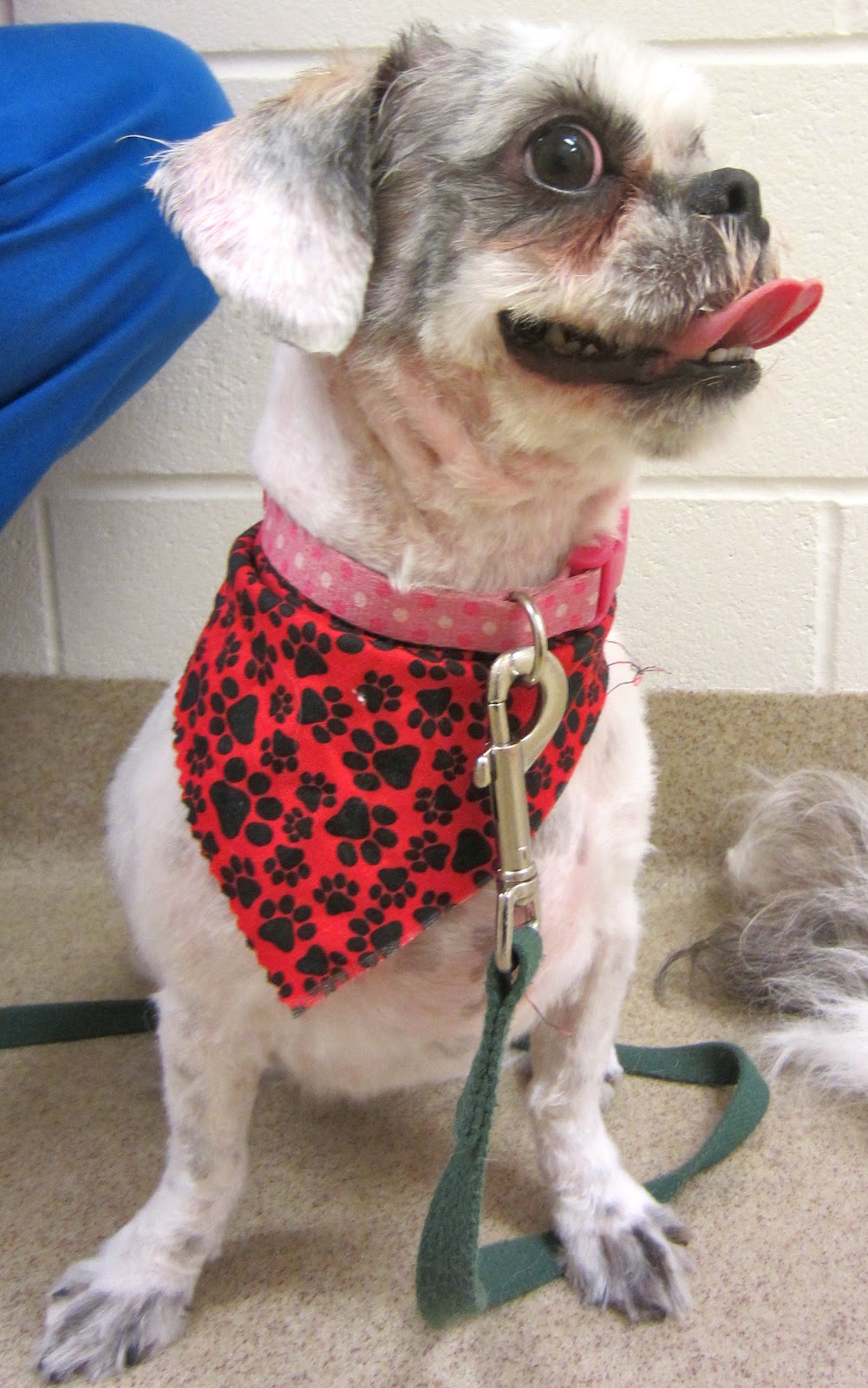 Peggy Adams Animal Rescue League July 2012