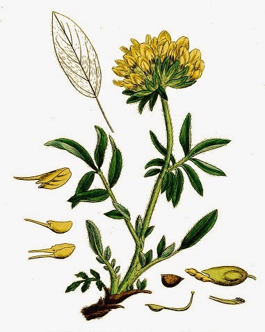 Anthyllis vulneraria