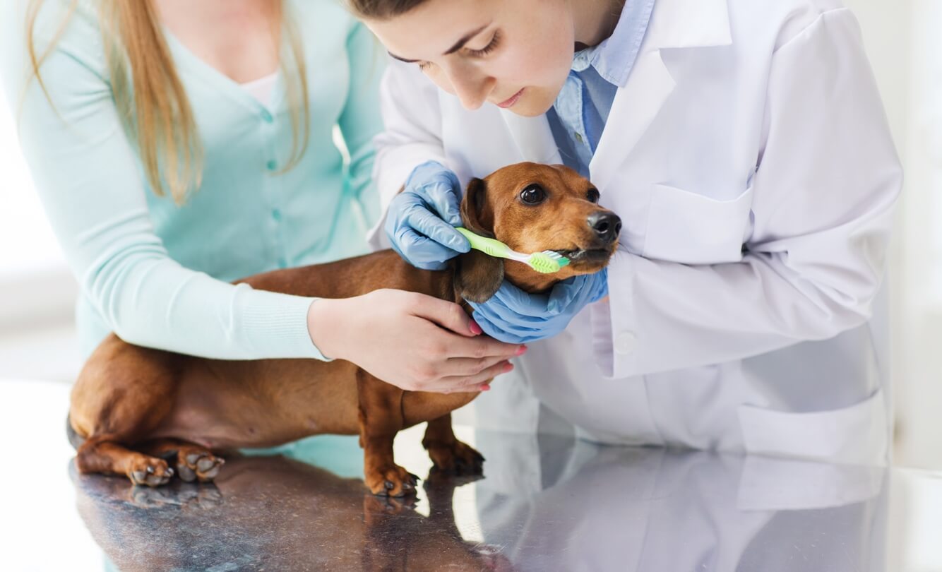 Cuidar da saúde bucal deve fazer parte da rotina dos tutores, que desejam que seus pets sejam sempre saudáveis!