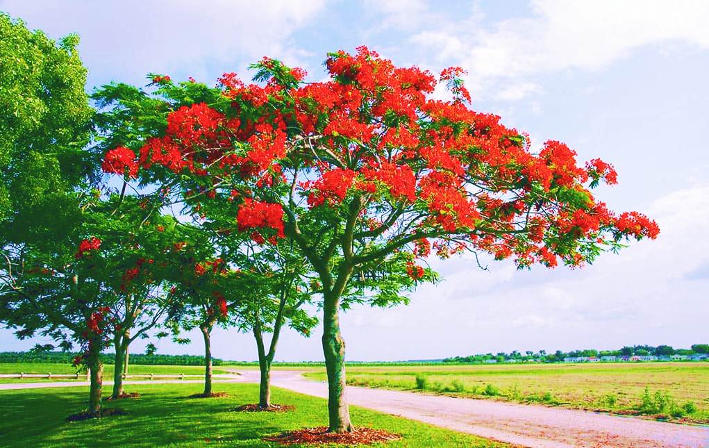 [2022] Gulmohar Tree Benefits, Uses, Images and so on