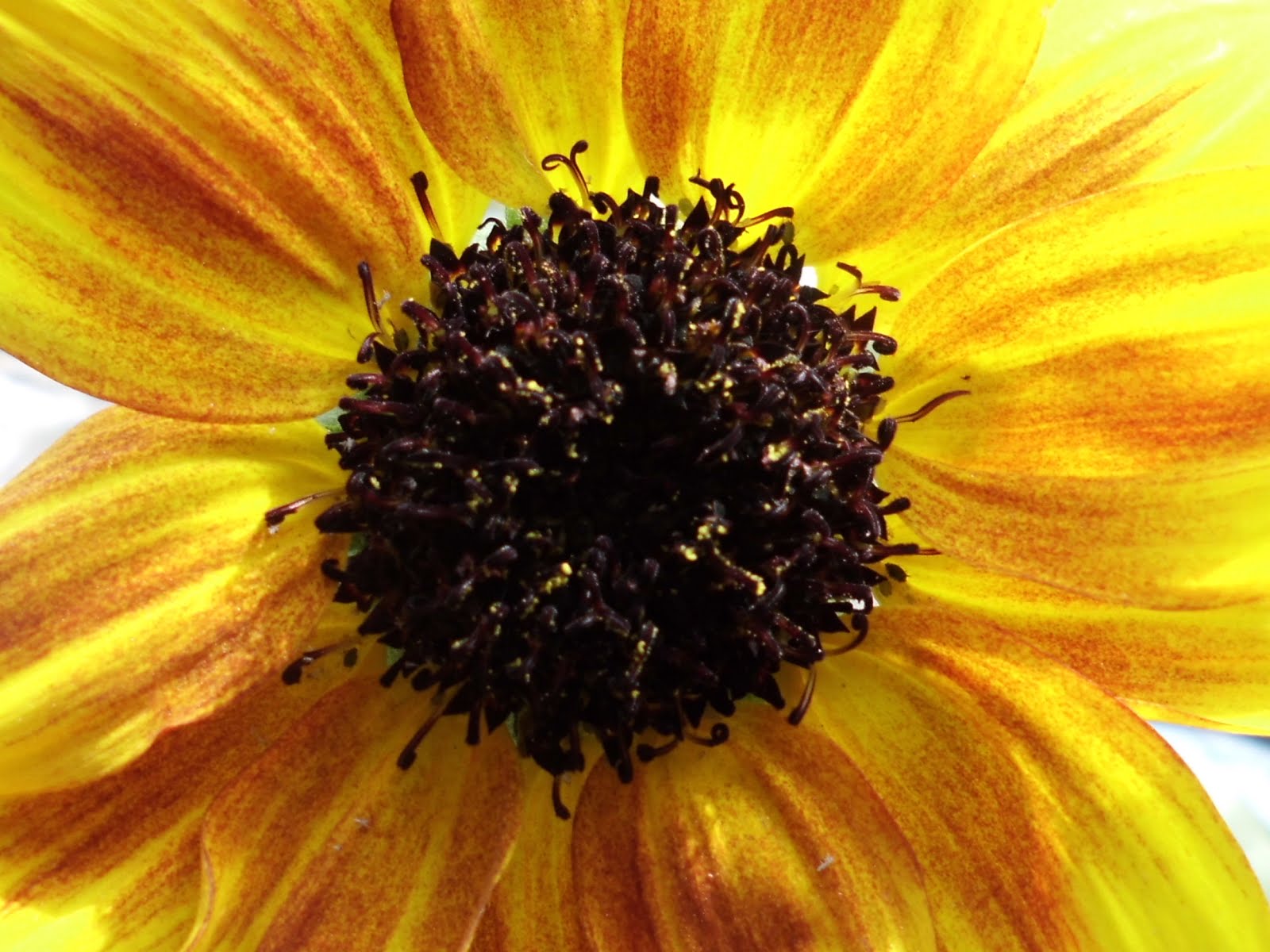 Nature Wallpaper of Bangladesh: Flower Wallpaper of Bangladesh