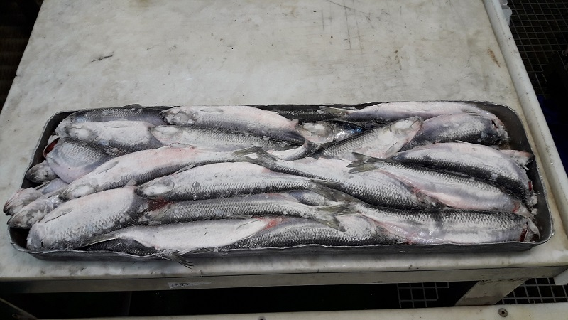 селедка по норвежски рецепт. Смотреть фото селедка по норвежски рецепт. Смотреть картинку селедка по норвежски рецепт. Картинка про селедка по норвежски рецепт. Фото селедка по норвежски рецепт селедка по норвежски рецепт. Смотреть фото селедка по норвежски рецепт. Смотреть картинку селедка по норвежски рецепт. Картинка про селедка по норвежски рецепт. Фото селедка по норвежски рецепт