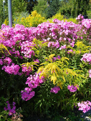 Phlox paniculata Robert Poore Summer Phlox and Goldenrod at the Toronto Botanical Garden by garden muses-not another Toronto gardening blog