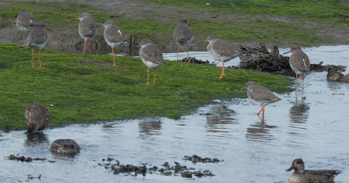 Pembrokeshire Birds Landshipping Quay this morning; Pembroke Millponds