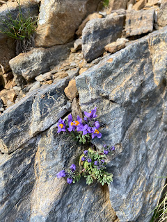 [Plantaginaceae] Linaria alpina – Alpine Toadflax (Linajola alpina).