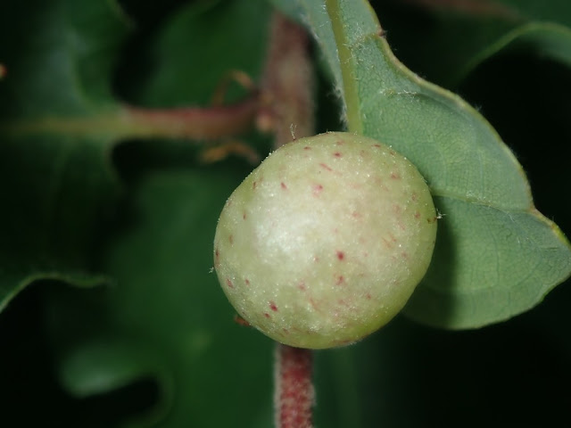 Cynips quercusfolii Cynips quercusfolii