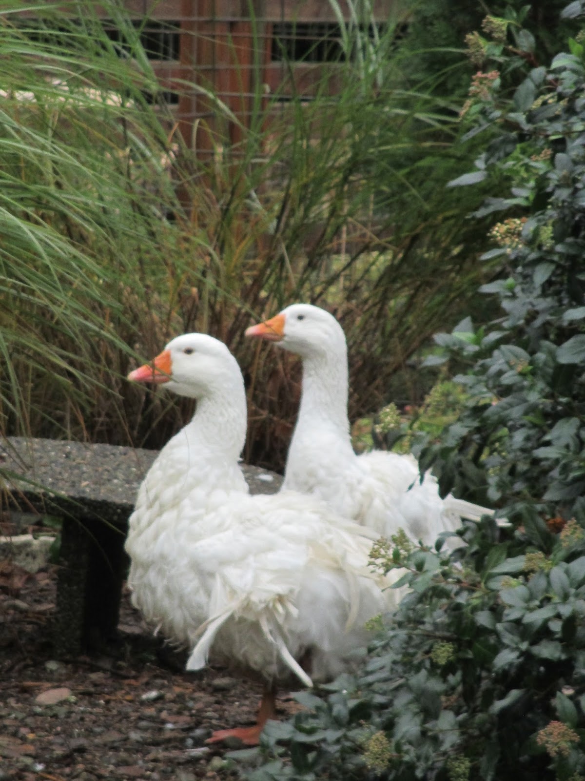 From Cedar Pond to Laughing Dove Farm : Dancing Fairy ~ Frilly Geese ...