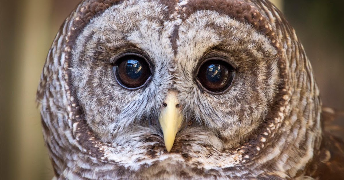 Are Barred owls aggressive? Barred owl habitat & facts