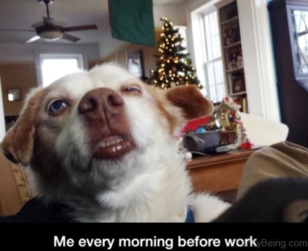 funny dog memes