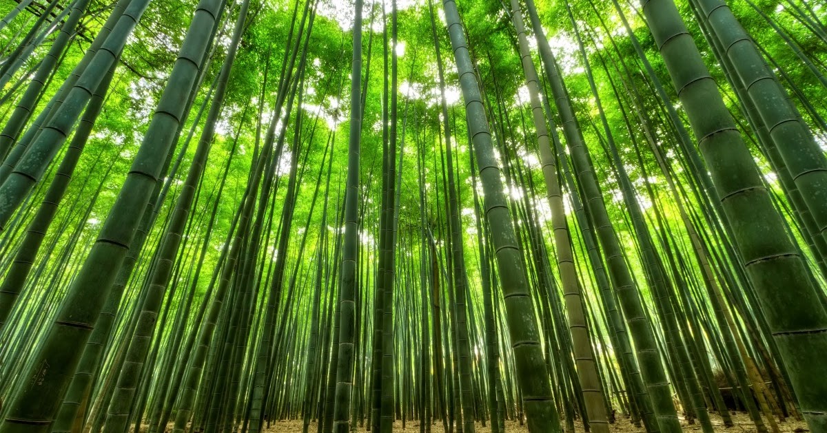 Filosofi Pohon Bambu