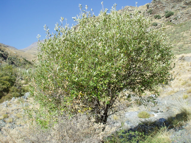 SAUCE NEGRO: Salix atrocinerea