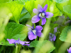Purple violets violas by garden muses-not another Toronto gardening blog