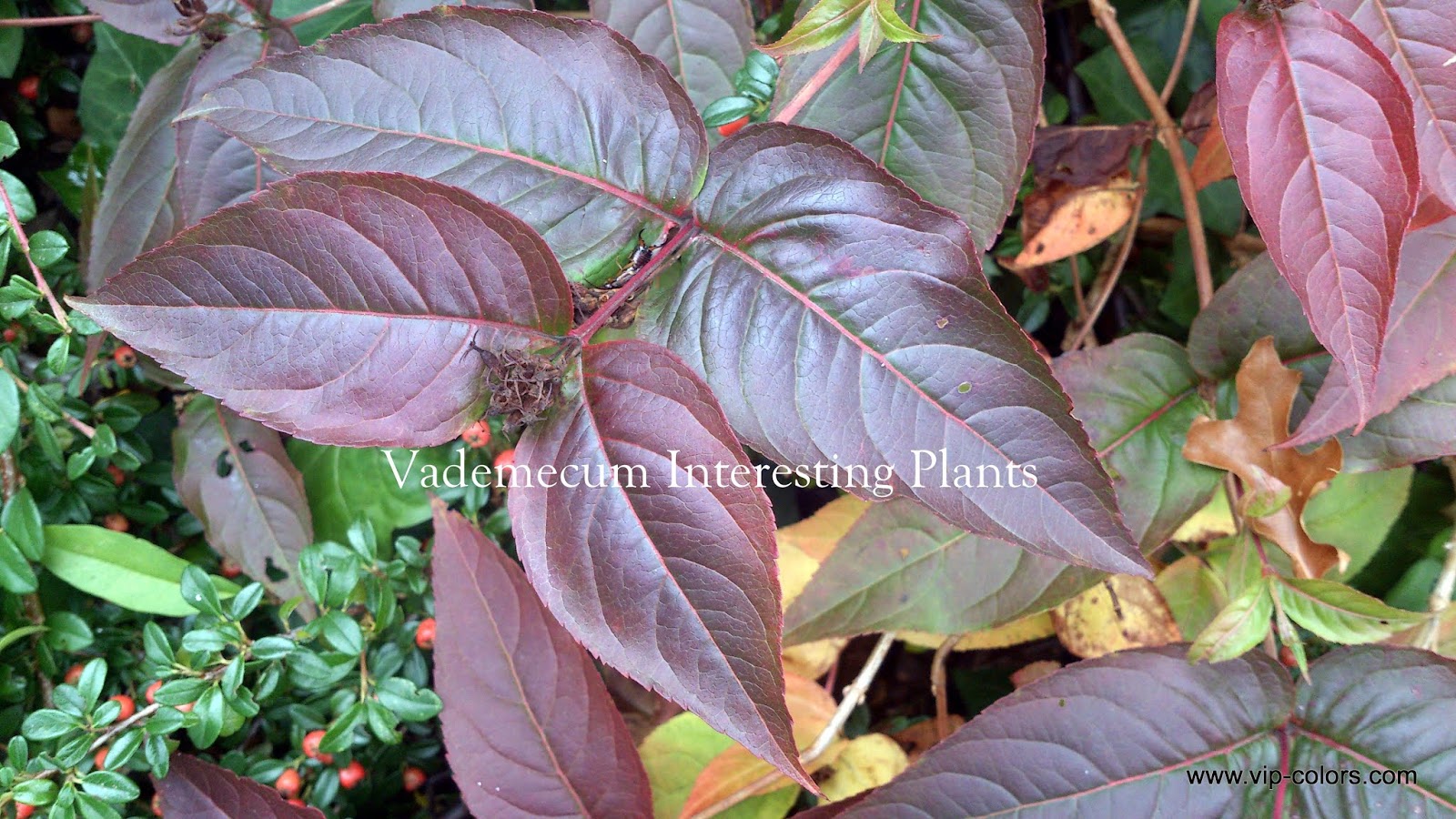 Zobacz Watek Krzewuszka Weigela Wymagania Uprawa Pielegnacja