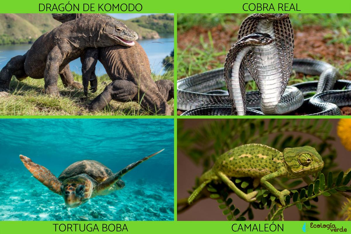 Aprendo en Leopoldo: UNIT 3: VERTEBRATES: REPTILES