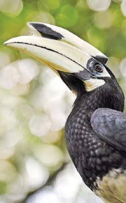 Sulu Hornbill is the third on the list of rarest birds in the world.