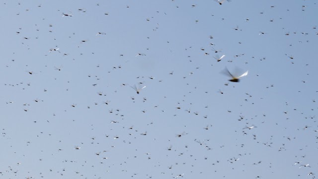 Millones de langostas cubren los cielos en Arabia Saudita y Yemen (videos)