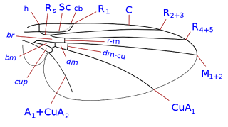 Phytomyzinae alt familyasında kanat (Liriomyza trifolii)