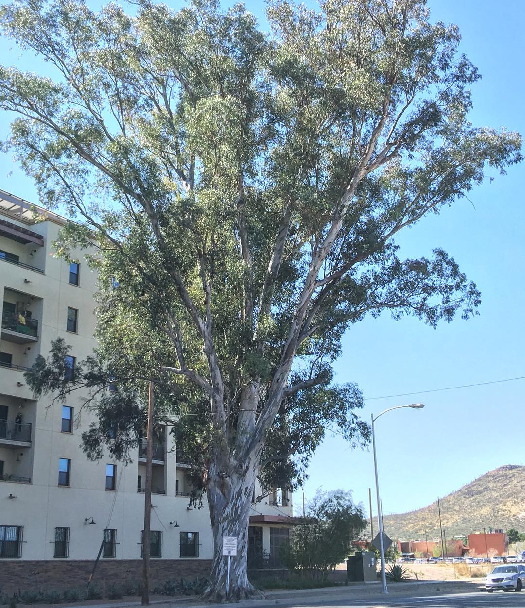 ARBICO Organics Yes, We Have Trees In Our Desert