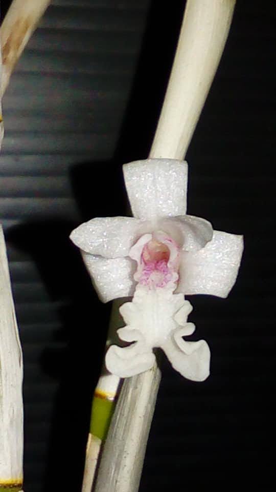 Flickingeria albopurpurea