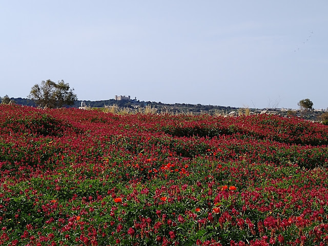 Scarlet fields at Laferla Cross, Malta - Sincerely Loree