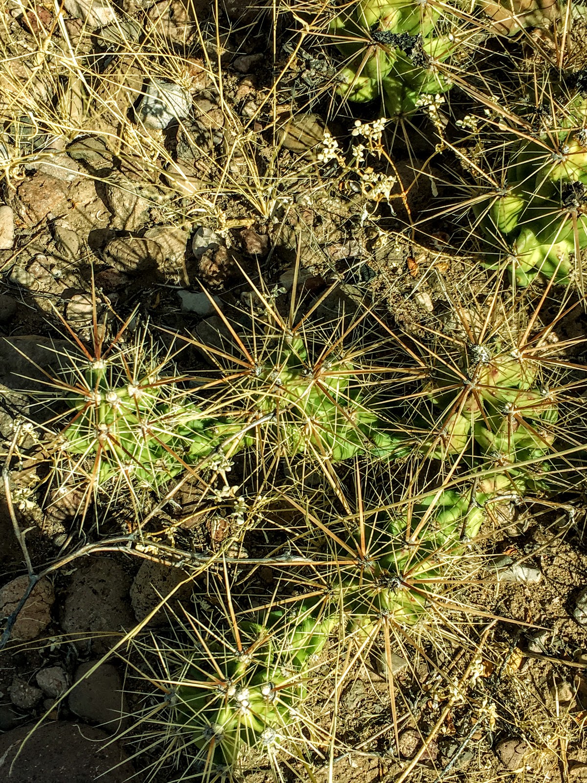 Cannundrums Creosote Bush