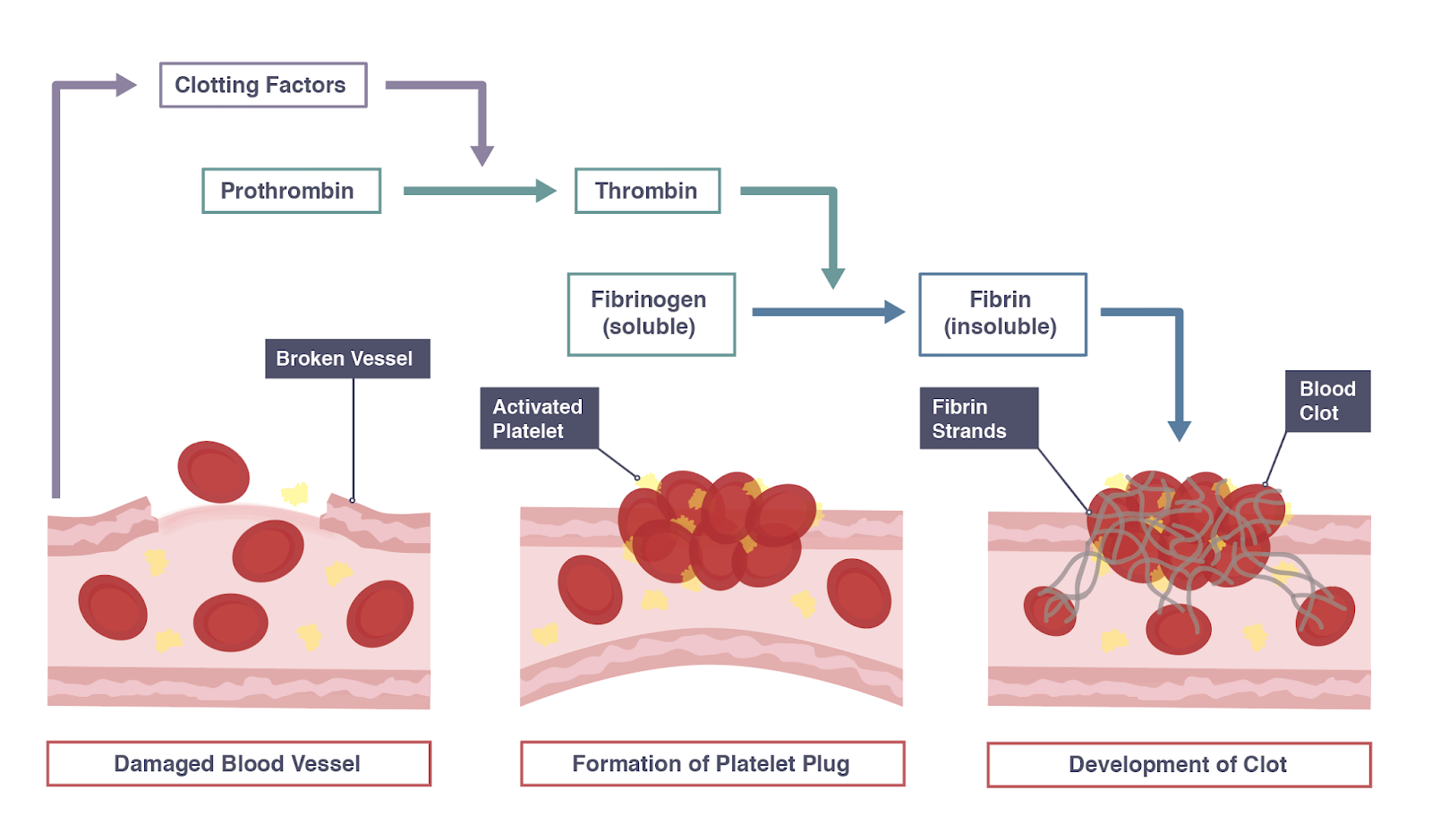 Platelets Function