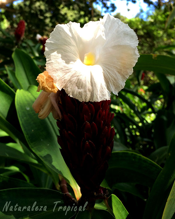 Flor y brácteas de la planta Sombrero de Dama, Cheilocostus speciosus