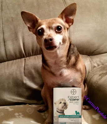 Chihuahua with Bayer Expert Care spot on moisturizer 