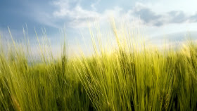 Yellow Field Close Up Wallpaper Yellow Field Close Up Wallpaper