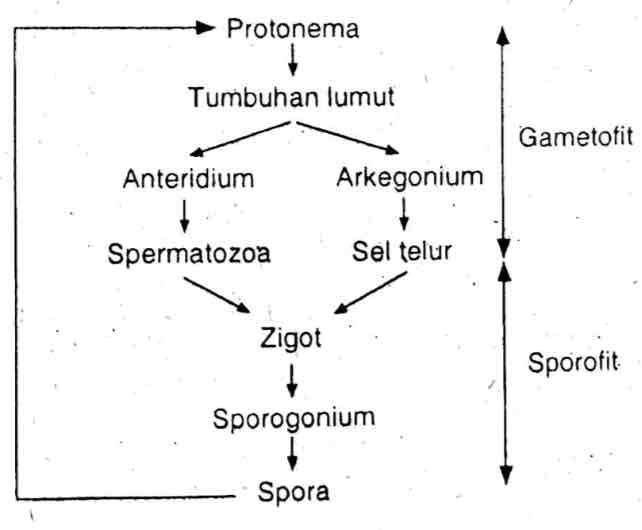 Berbagai bentuk metagenesis pada Bryophyta sebagai berikut