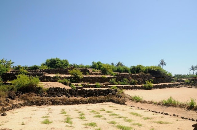 Ruộng tỏi Lý Sơn 