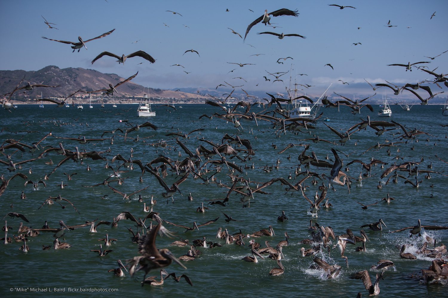 BIRDING THE CENTRAL COAST Feeding Frenzy and Bait Balls