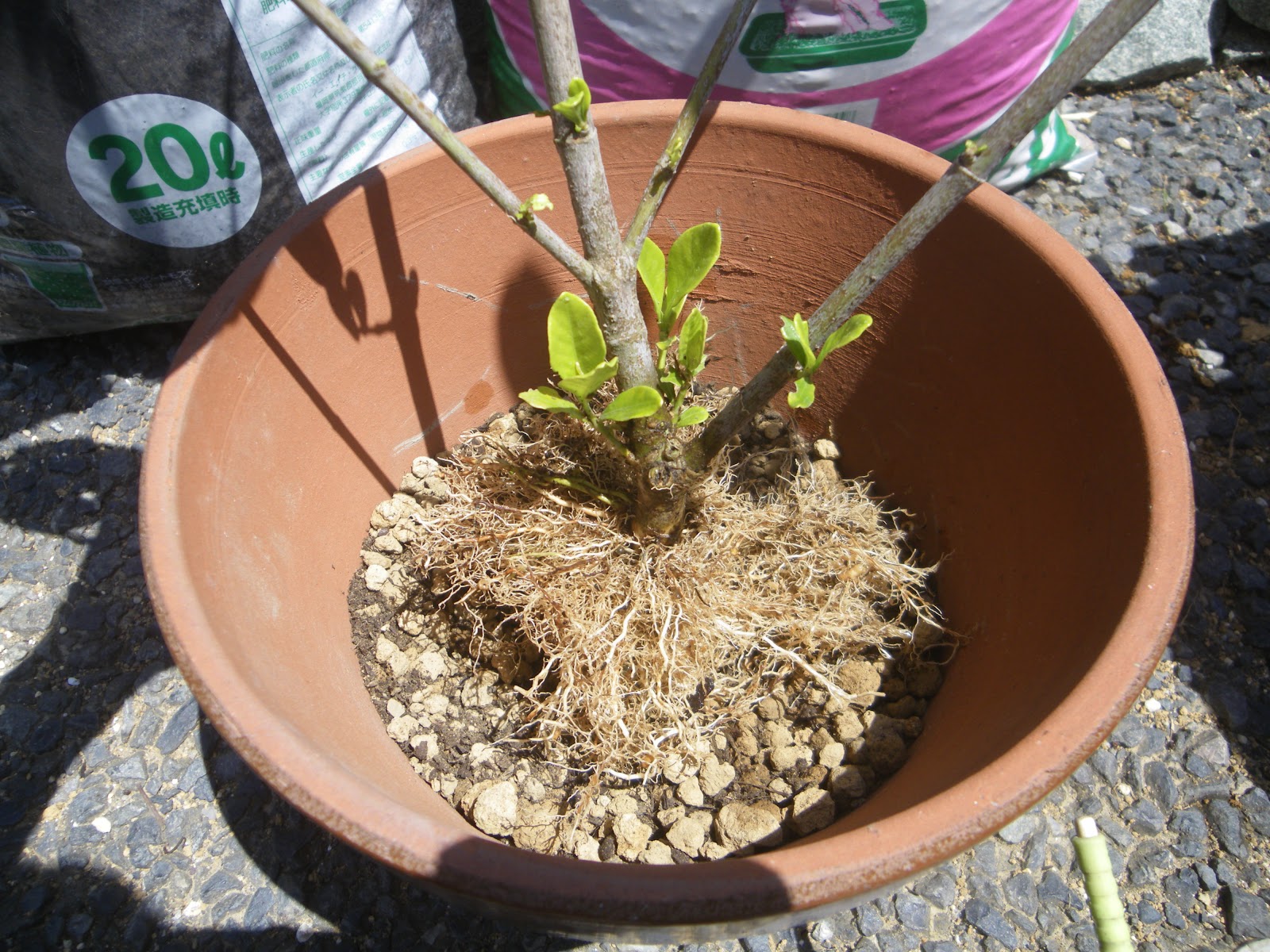 クチナシ ガーデニア の育て方 鉢植えで白い花を楽しむ メダカの大工