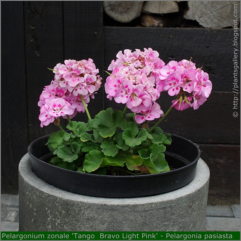 Pelargonium zonale 'Tango  Bravo Light Pink' habit - Pelargonia pasiasta  'Tango  Bravo Light Pink'  pokrój