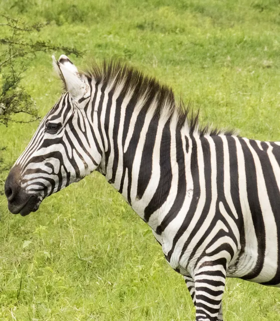 Burchell's Zebra in Lake Mburo national park in Uganda