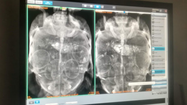 Una radiografía de una tortuga de tierra con retención de huevos