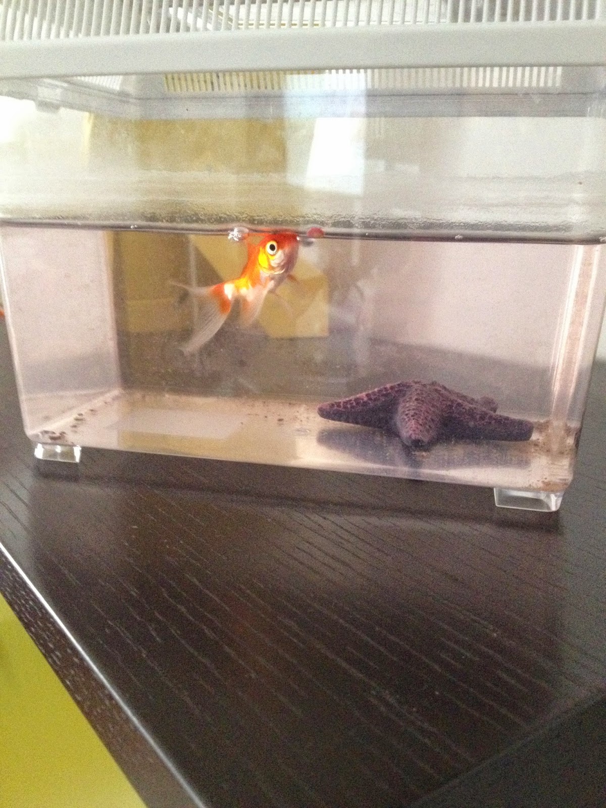 Una coccola per la mamma Pesciolino Rosso