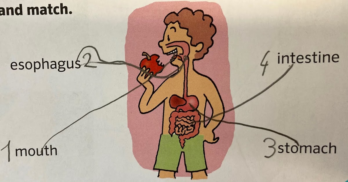 YEAR 2 CLASS BLOG: NATURAL SCIENCE: UNIT 1- Our digestive system and food