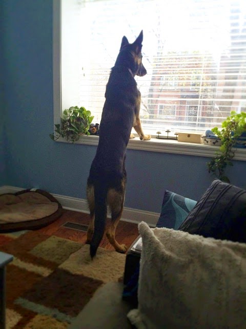 Finn the dog standing in the front window sill