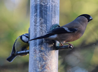 Birds on a bird feeder in Armstrong Park