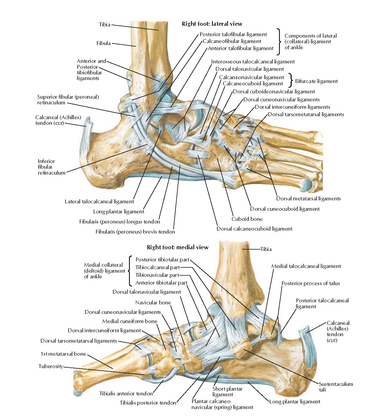 Shoulder Tendons And Ligaments Diagram Data Diagram Medis | Images and ...