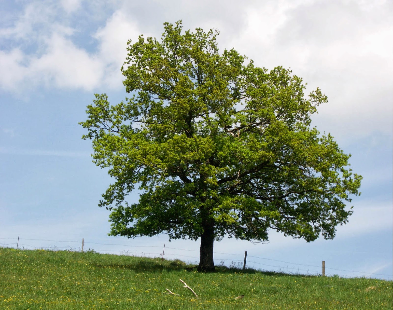Trees Planet: Quercus robur - Pedunculate Oak - English Oak