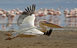 pelican birds bird creepy flying facts photographs pelicans shockingly fly fish animals sea bloodthirsty listverse meter awesome american