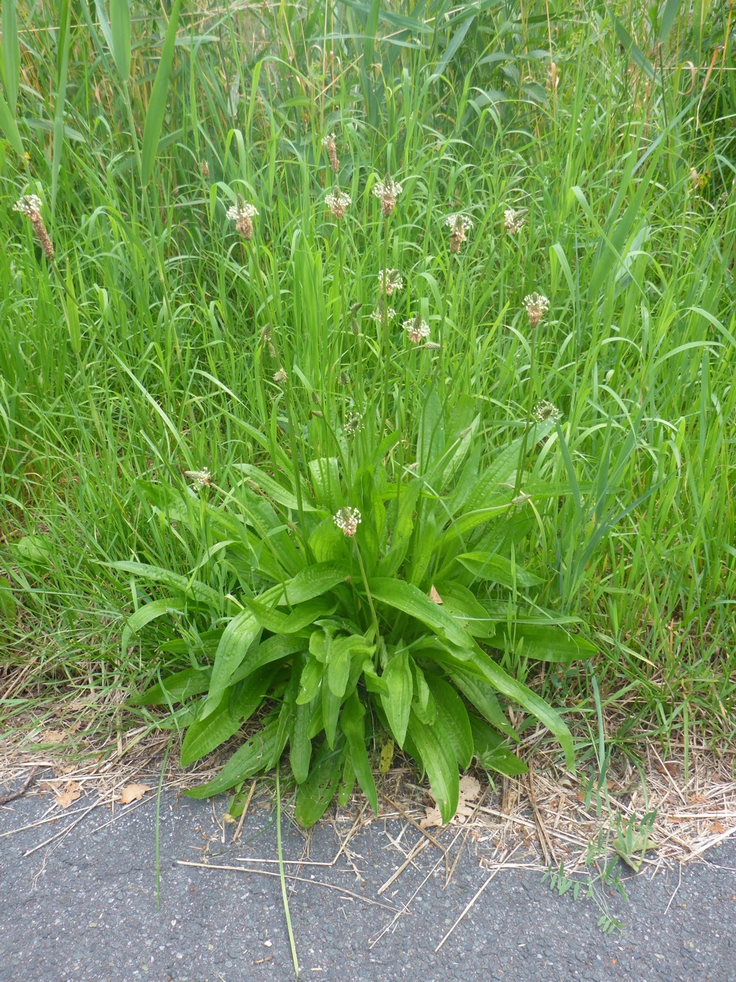 Wegeriche- die Naturapotheke am Wegesrand