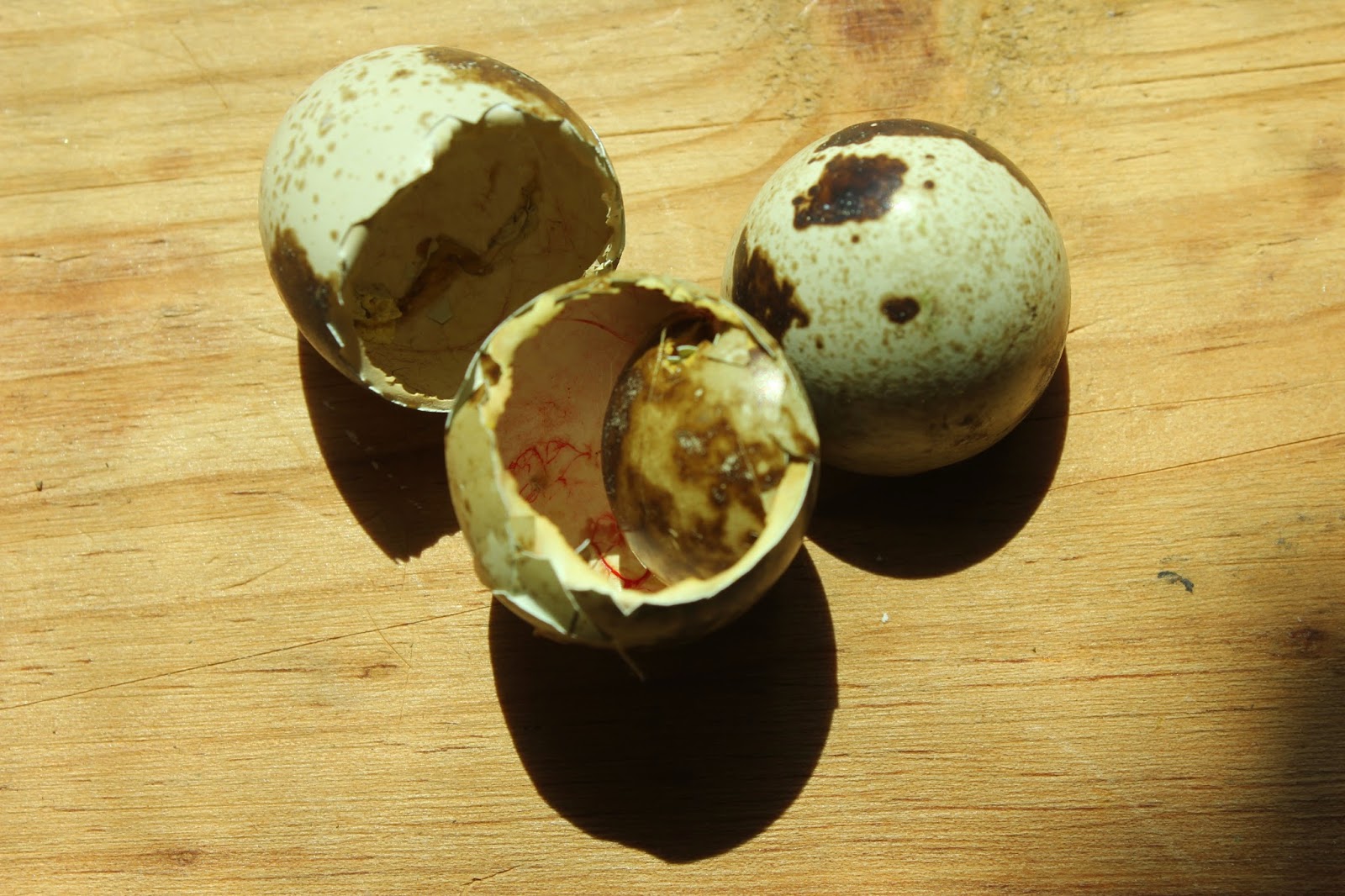 HATCHING & RAISING QUAIL The Holistic Hen How to raise quail